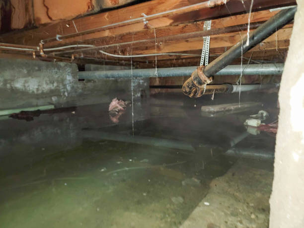 Best Professional water damage repair  in Batavia, NY